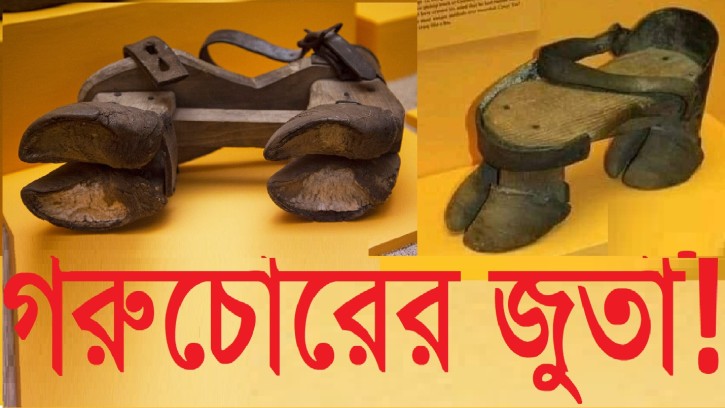 চোরের চালাকি, কয়েকশো গবাদিপশু চুরি